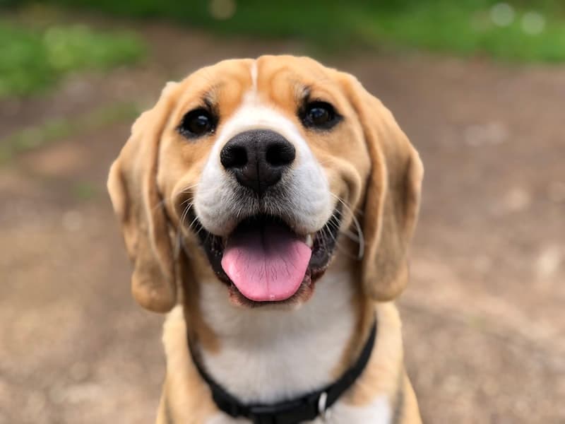 Cute dog enjoying playtime