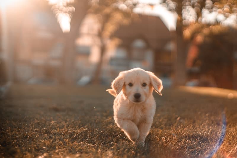 Dog running and playing