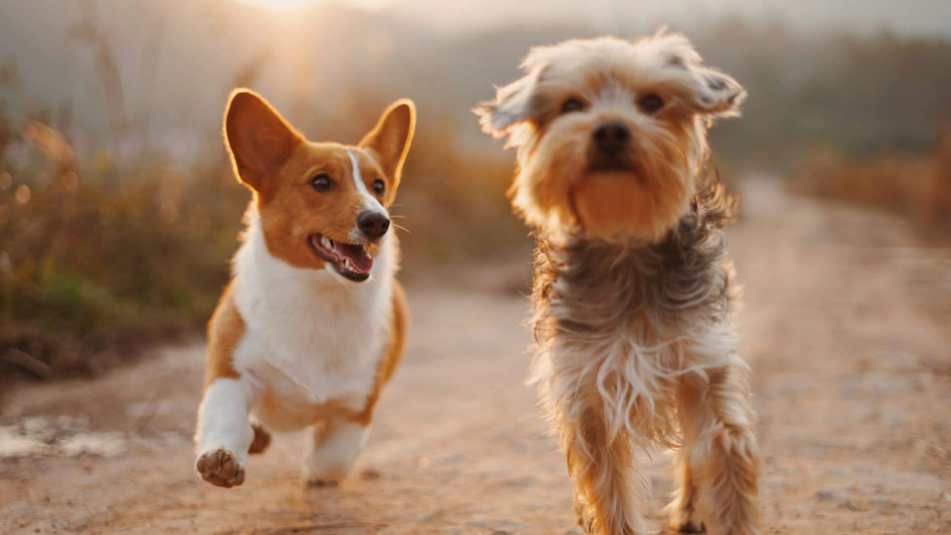Two dogs playing together