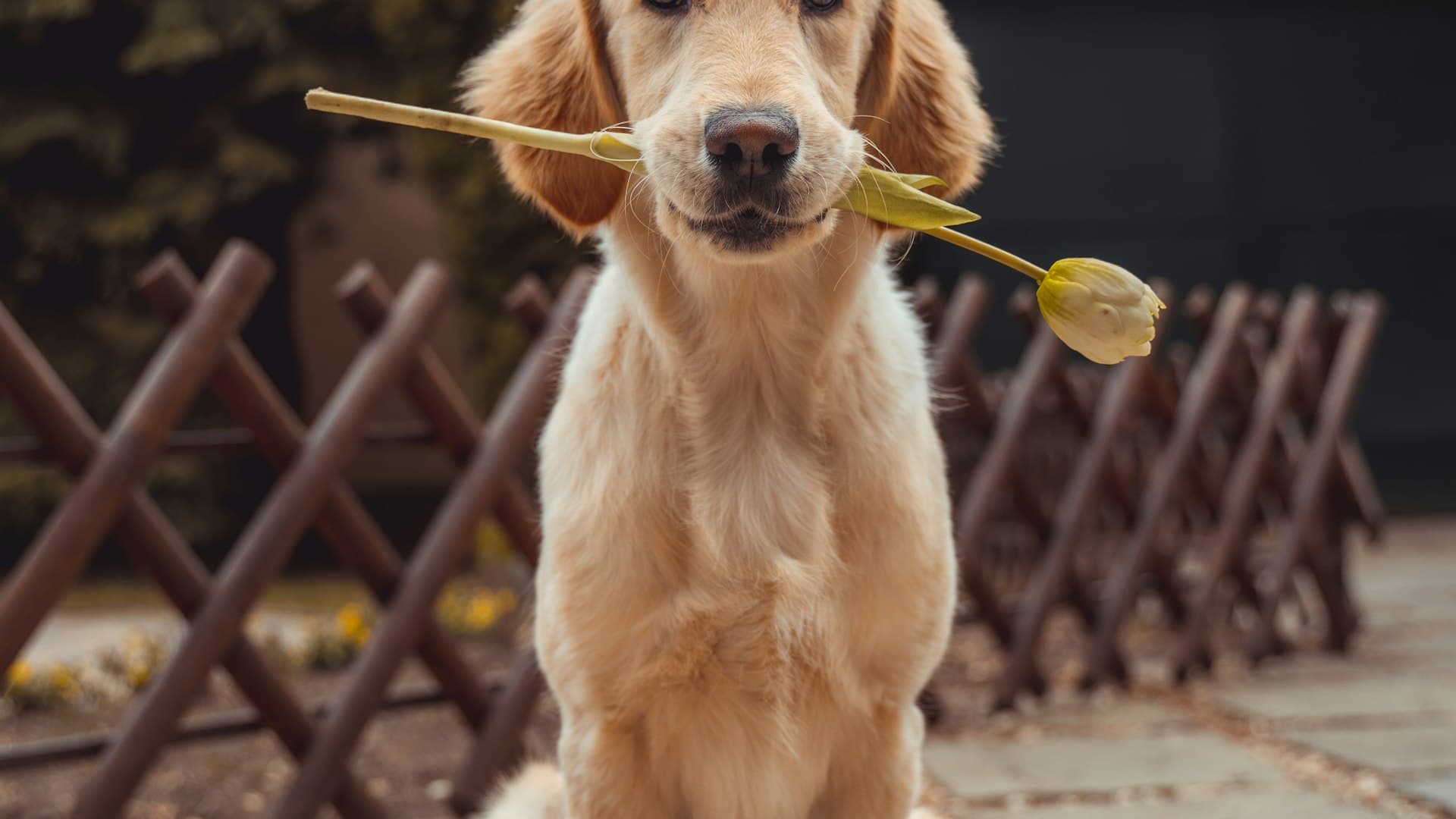 Golden retriever enjoying the space