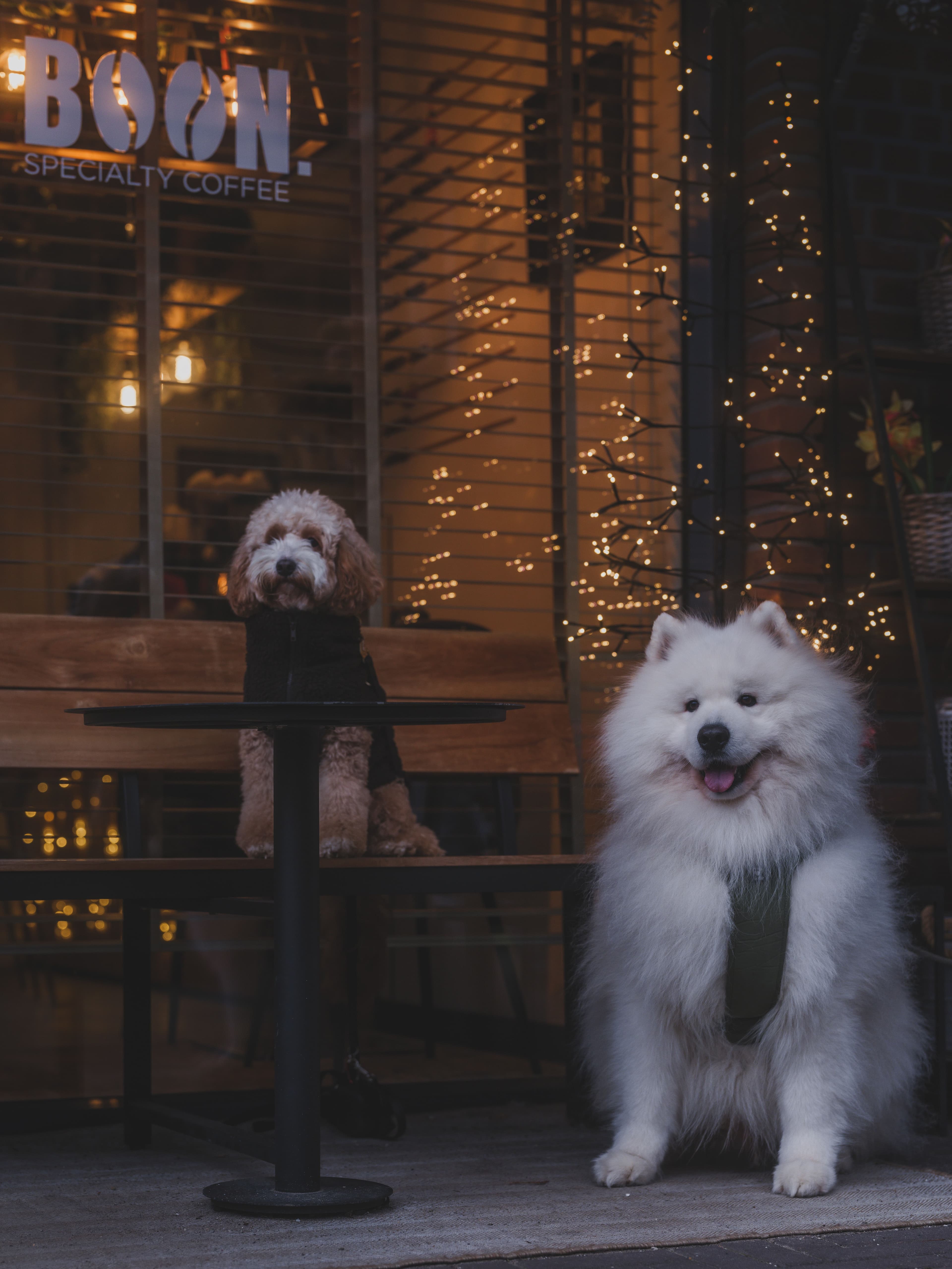 Beyond the Backyard: Why dog socialisation is a game-changer for your pup — The Furry Funhouse, Dartford