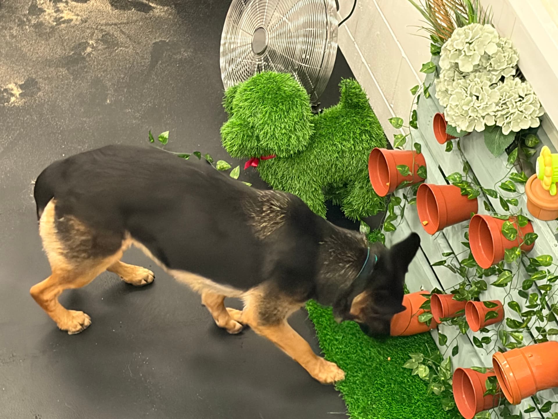 Sniffing out treats