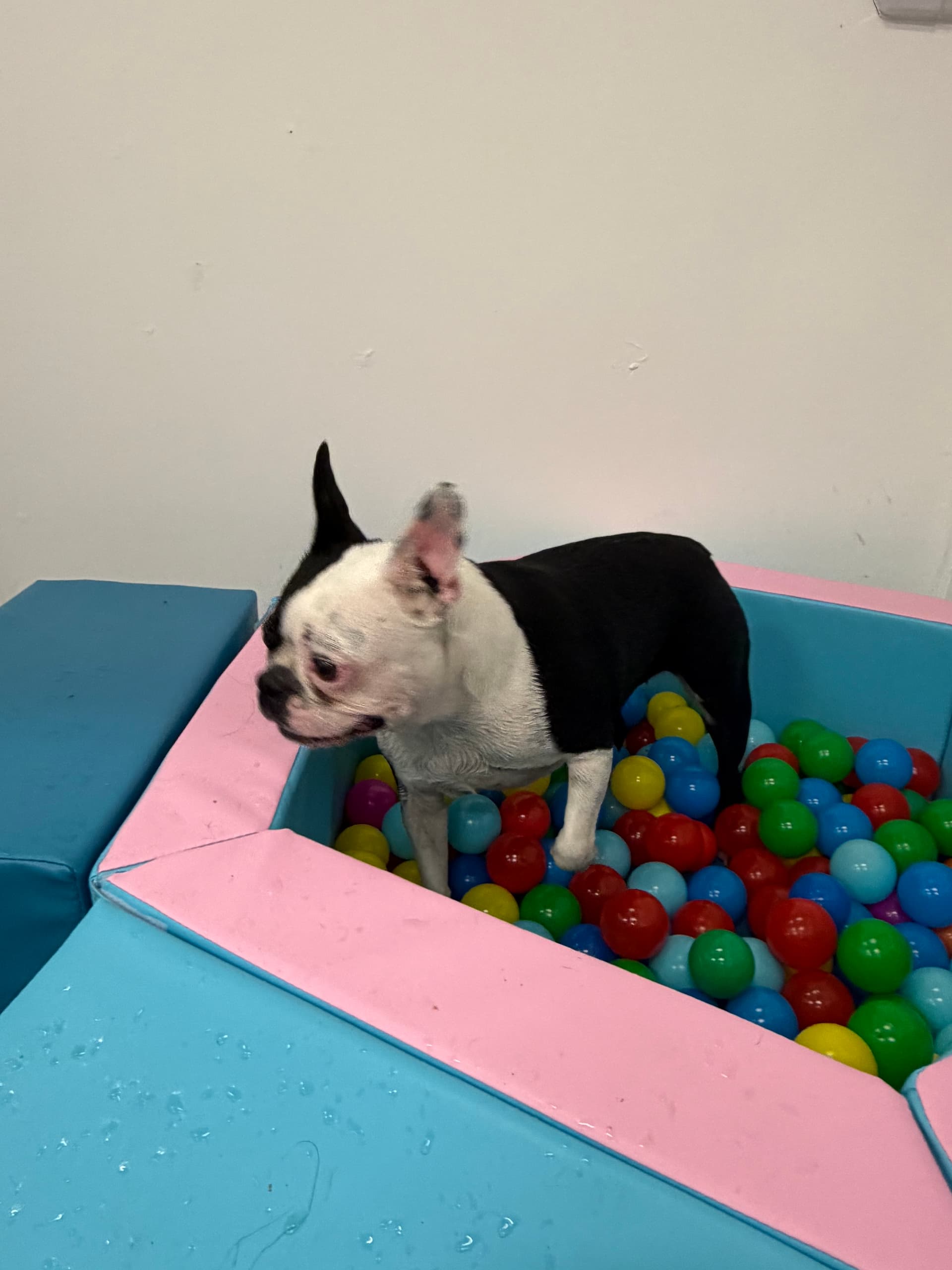 Boston ball pool