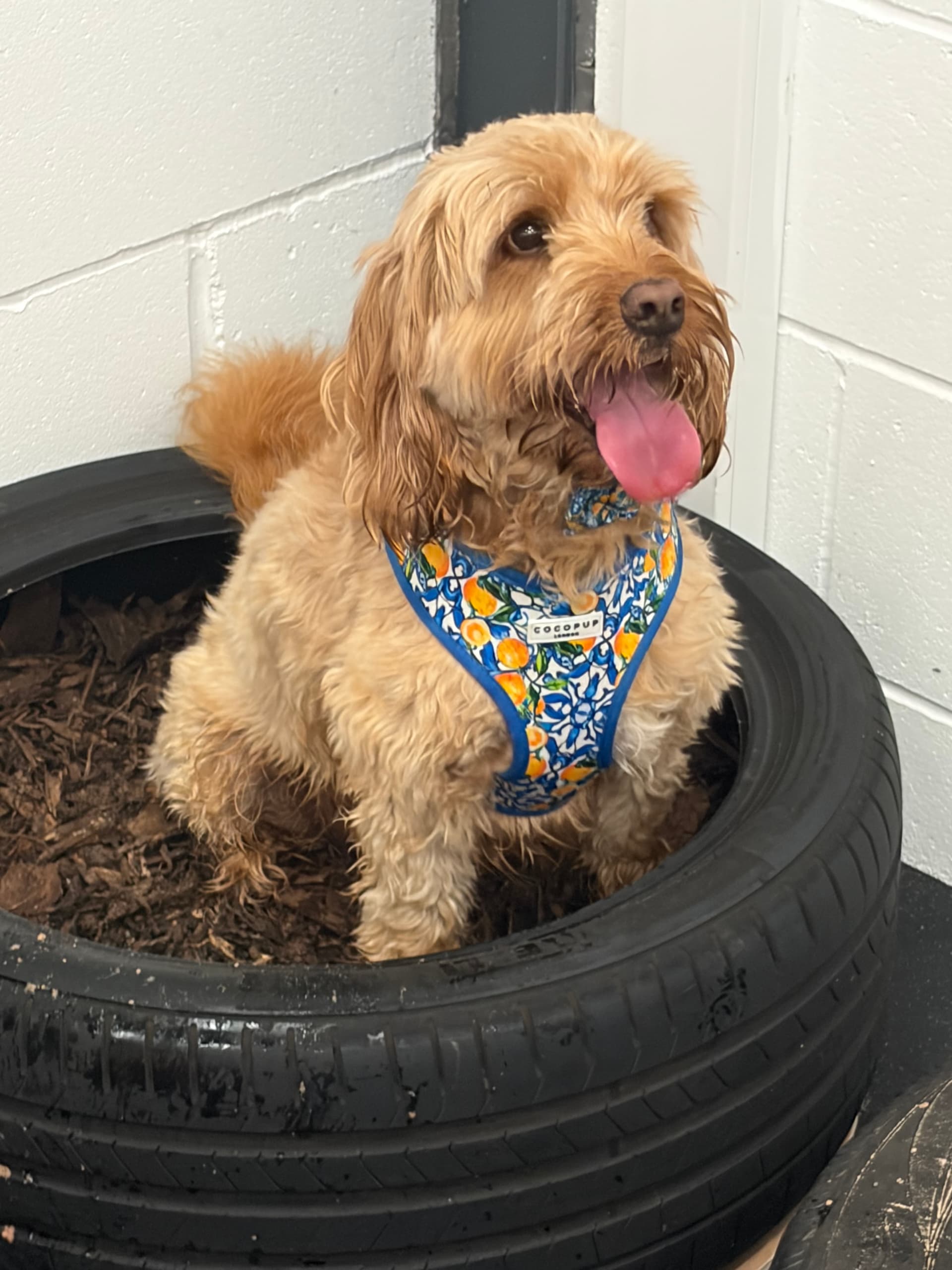 Happy dog