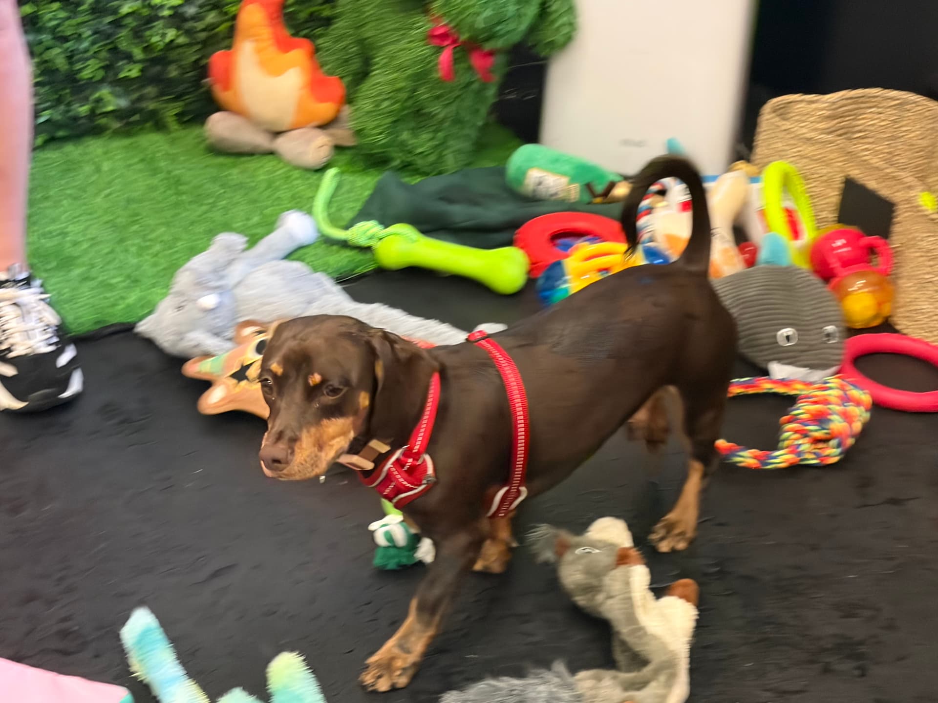 Sausage dog