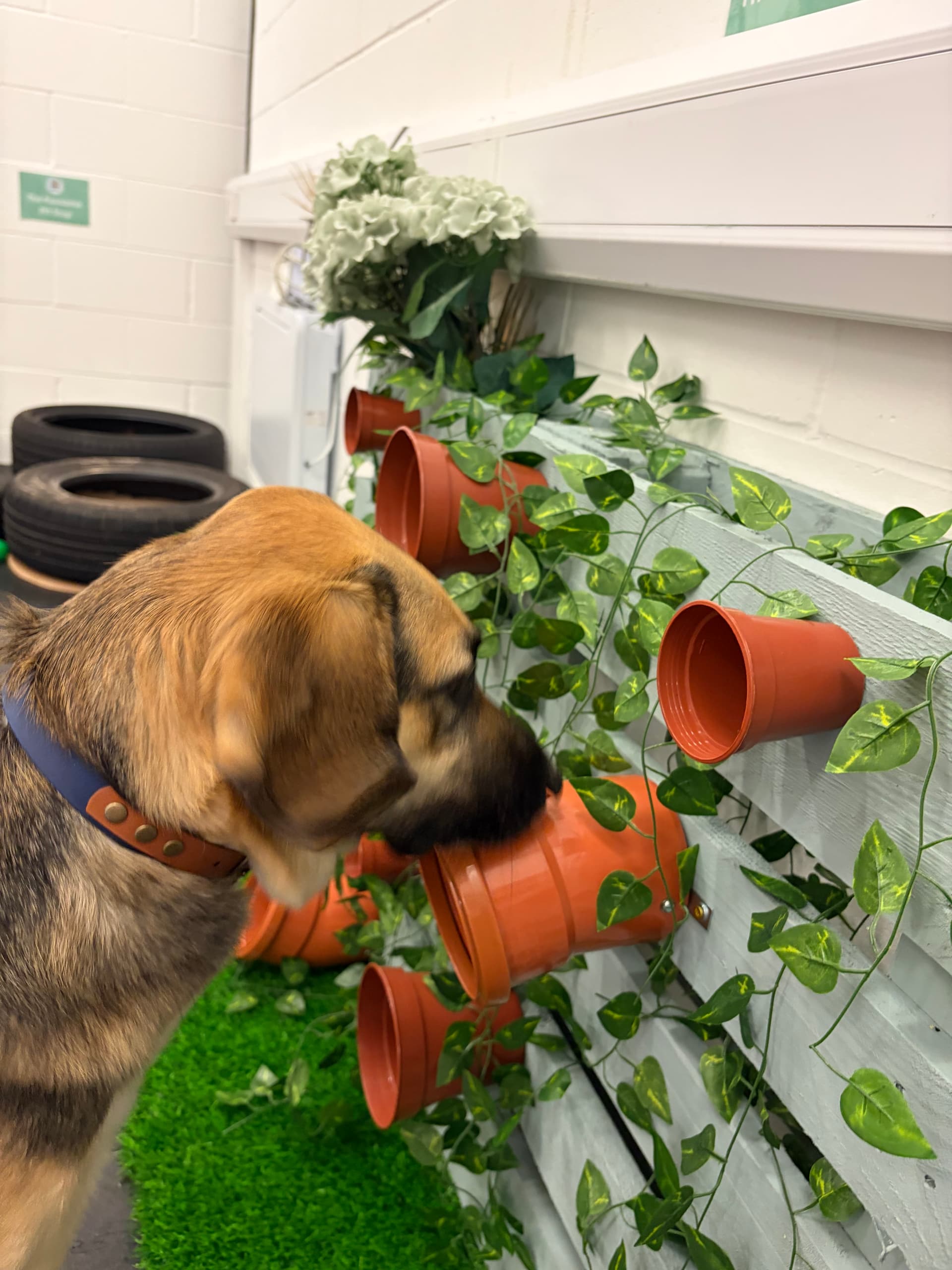 Getting all the sniffs
