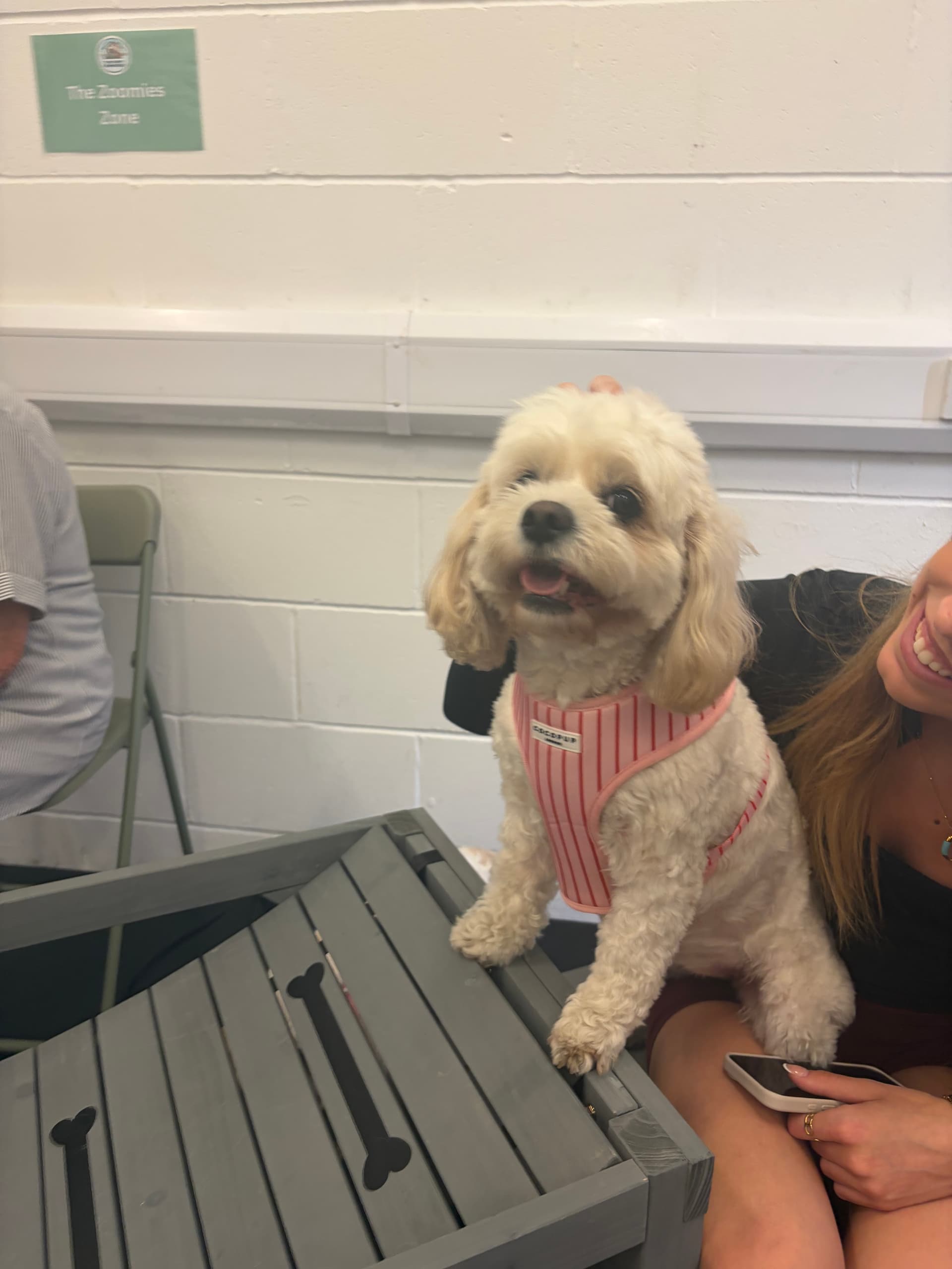 Cavachon fun