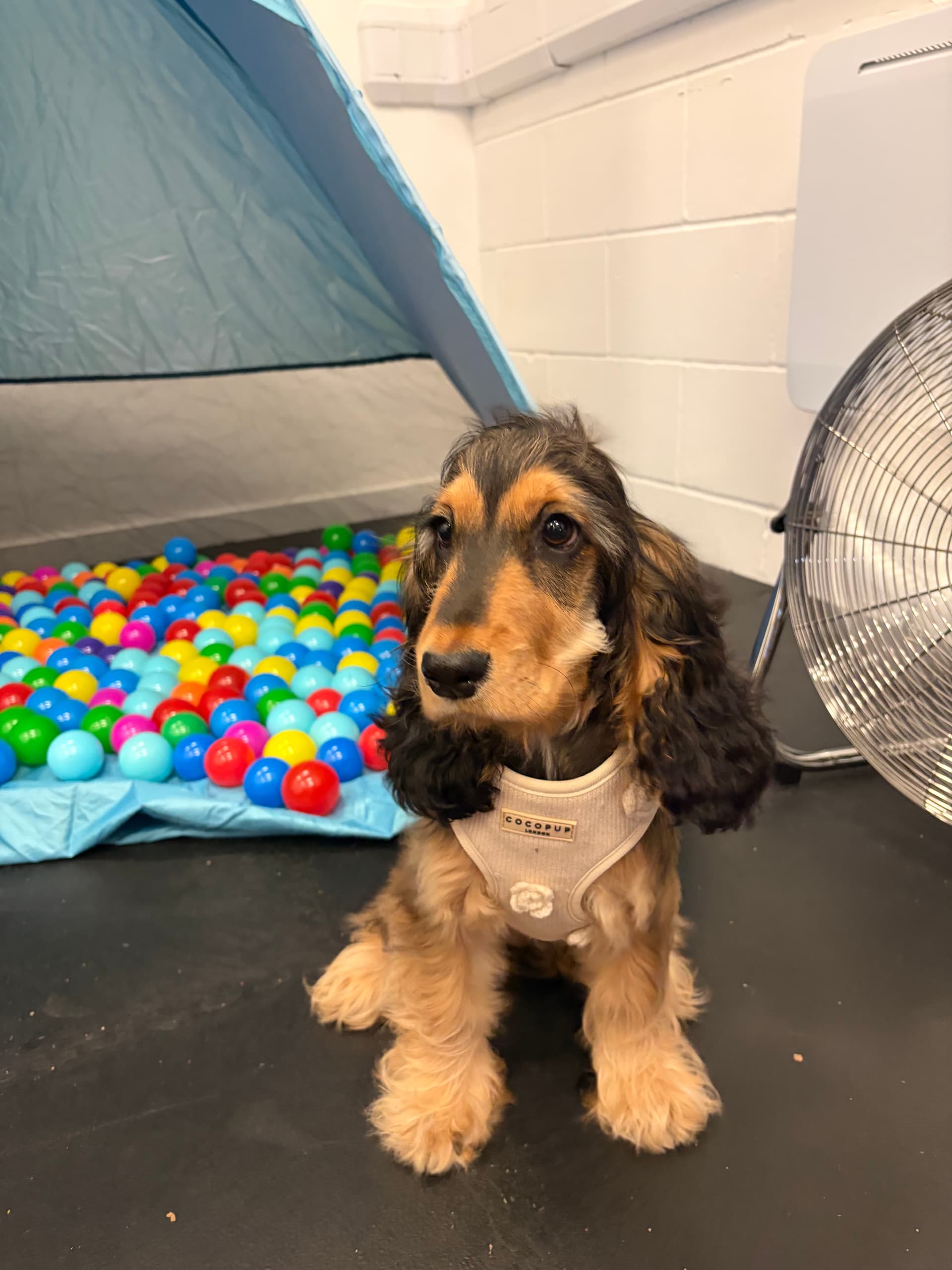 Puppy time