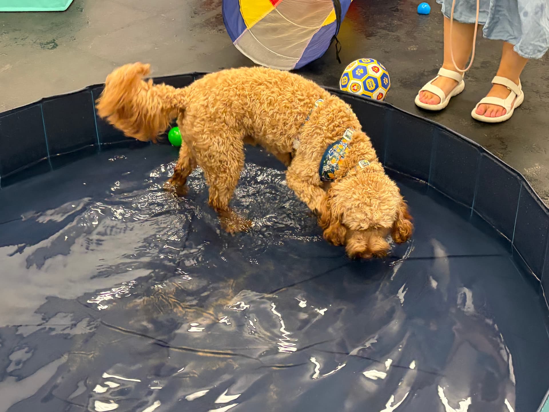 pool fun