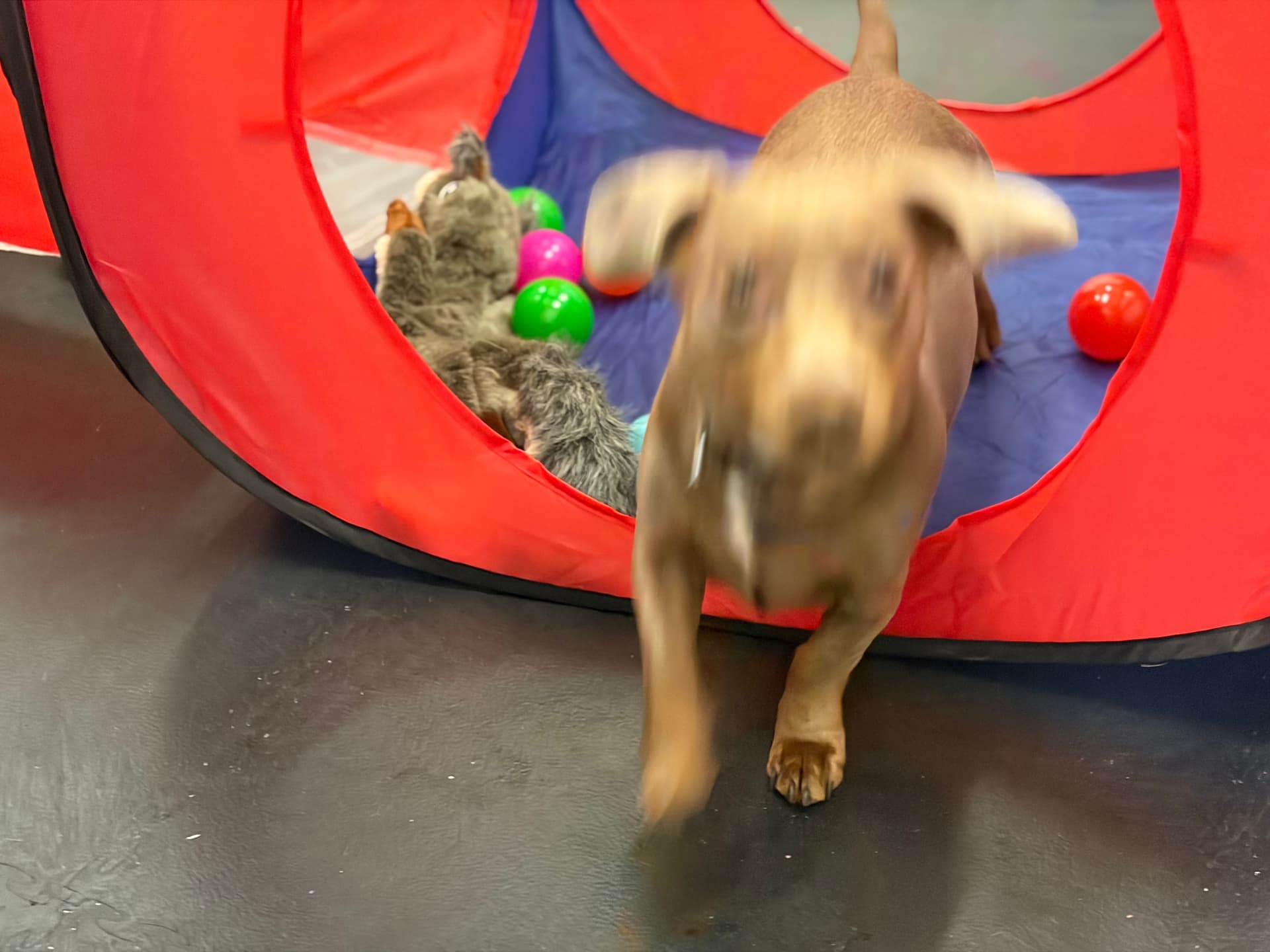 Zoom zoom