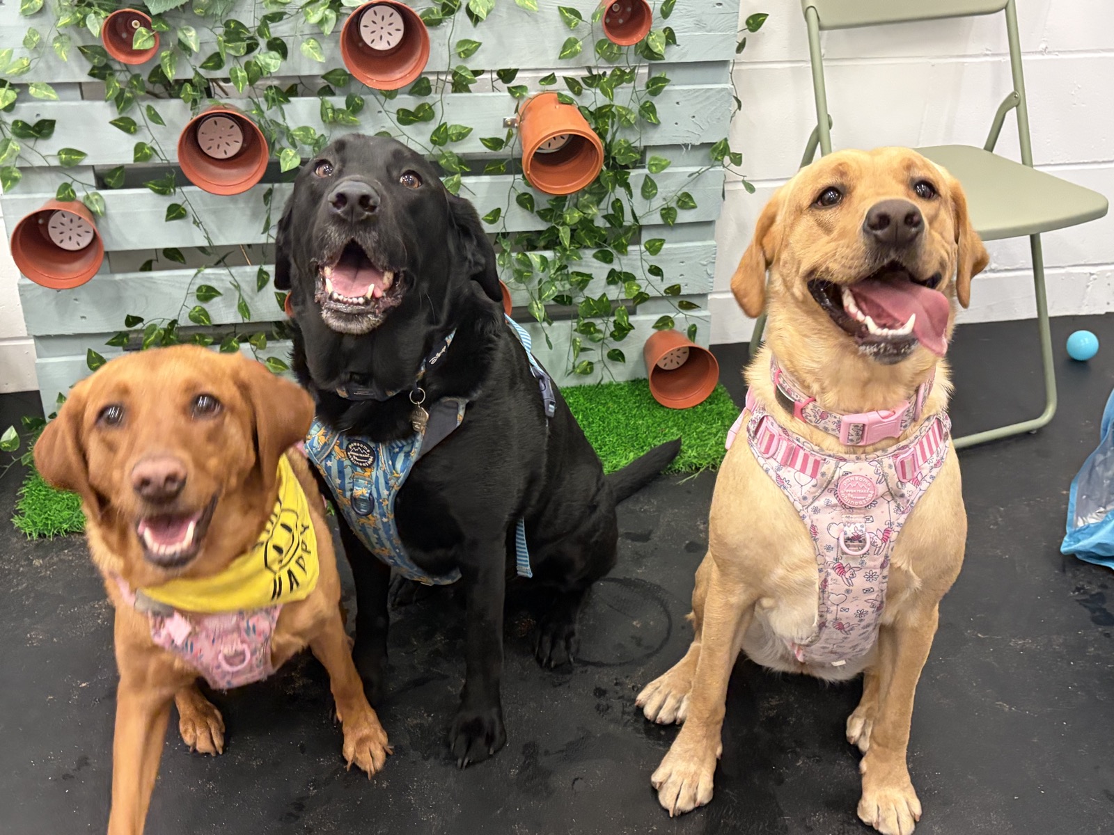 Three Labradors of different colours sitting together at a breed meet up at The Furry Funhouse