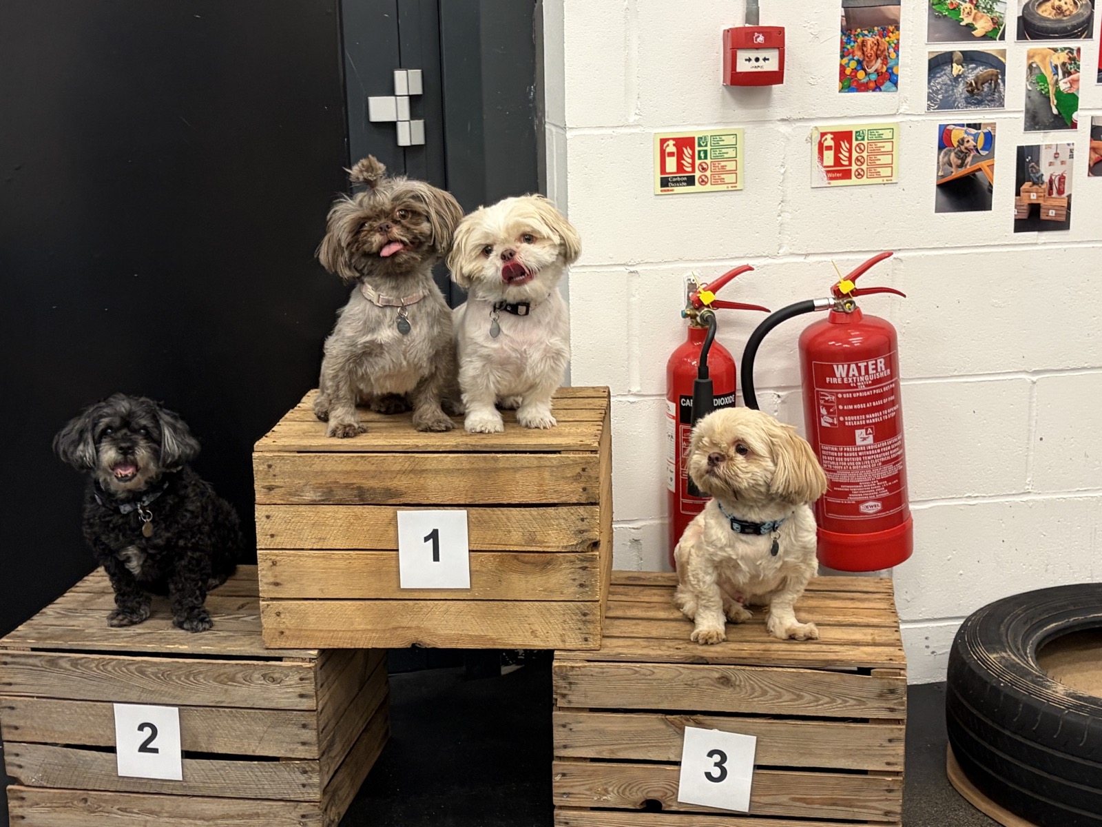 Small breed dogs sitting together during a breed meet up at The Furry Funhouse