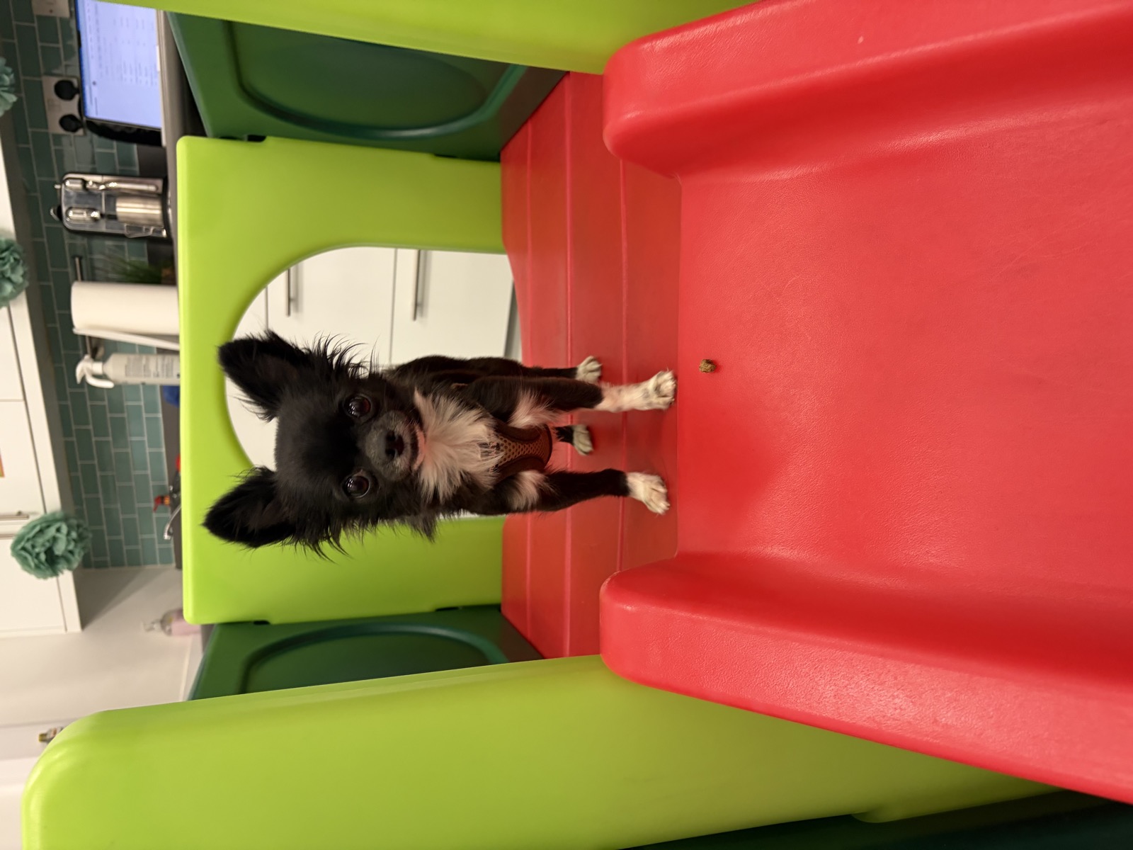 Chihuahua standing at the top of the slide during a private exclusive use session at The Furry Funhouse