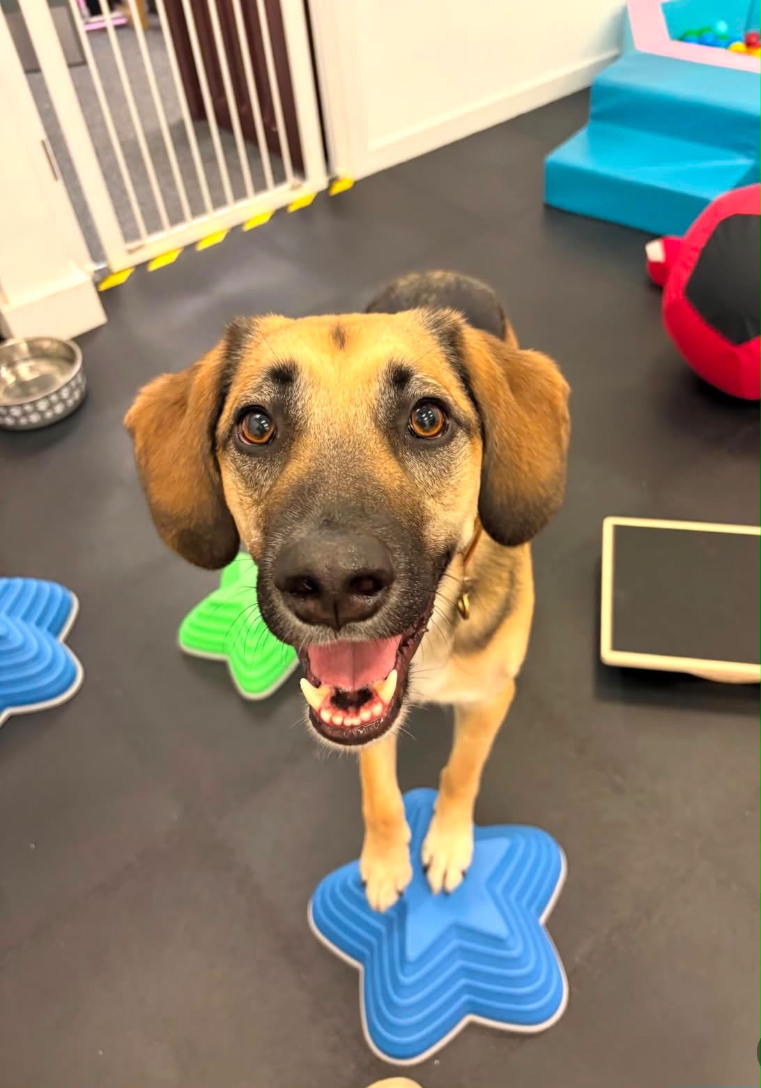 Dog playing on the balance pads during an exclusive use session at The Furry Funhouse