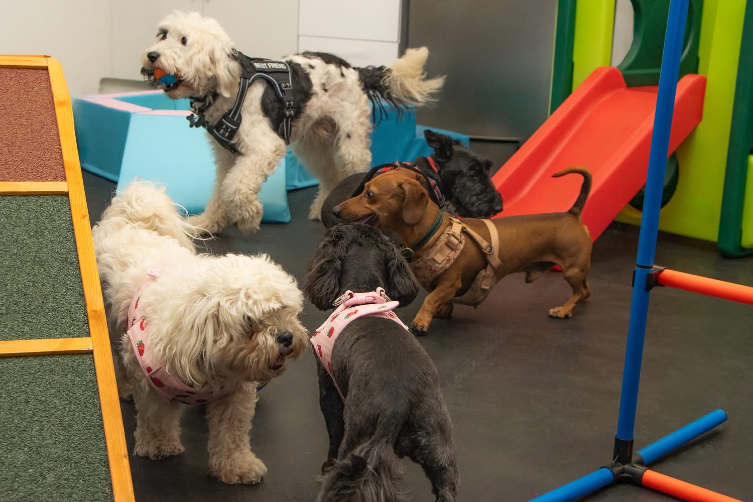 Group of dogs playing together during a mixed socialisation session at The Furry Funhouse