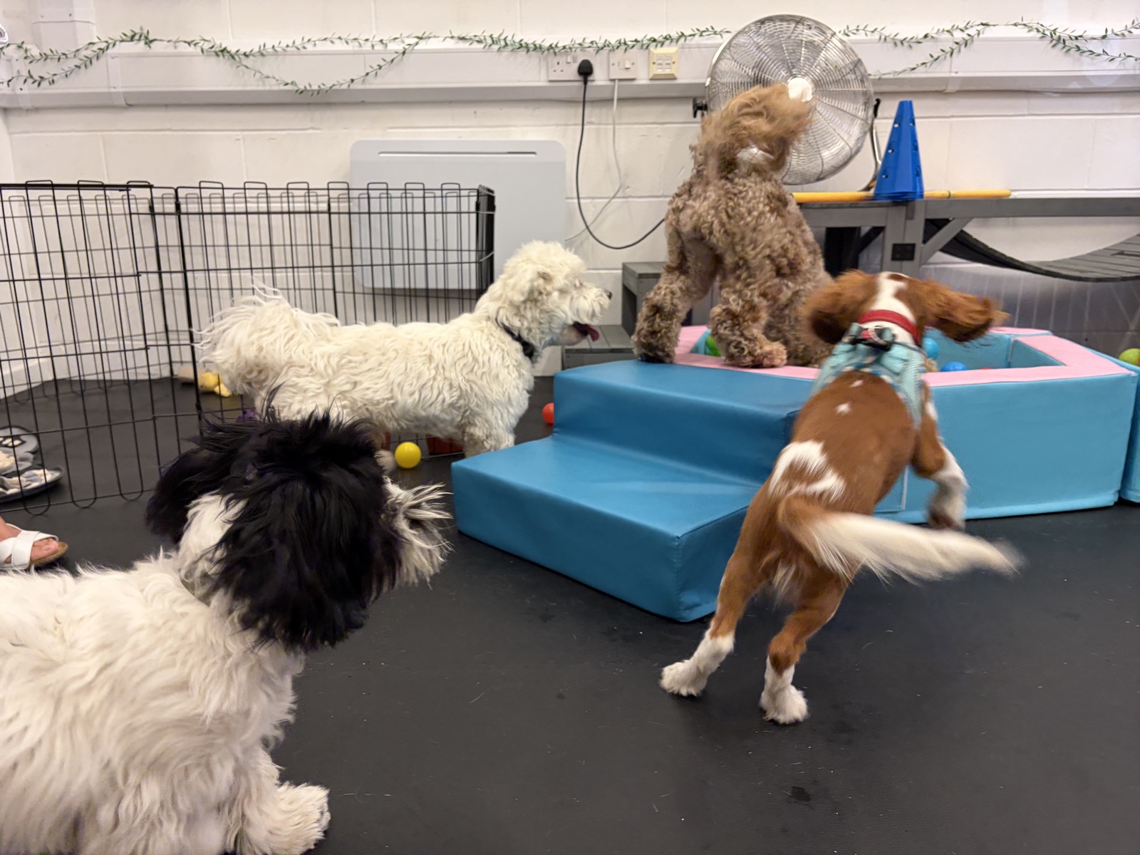 Dogs playing together around the play steps during a mixed socialisation session