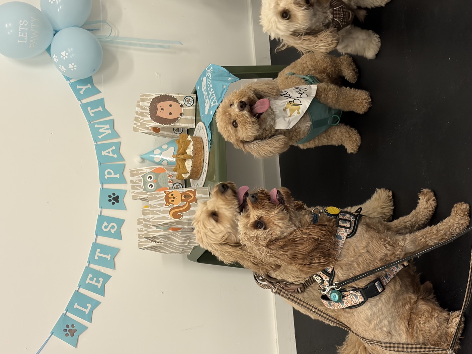 Dogs celebrating together at a Let's Pawty birthday party at The Furry Funhouse