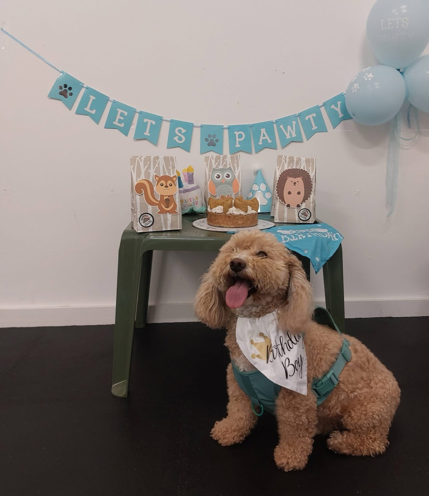 Birthday dog wearing a Birthday Boy bandana at its Pawty Package celebration