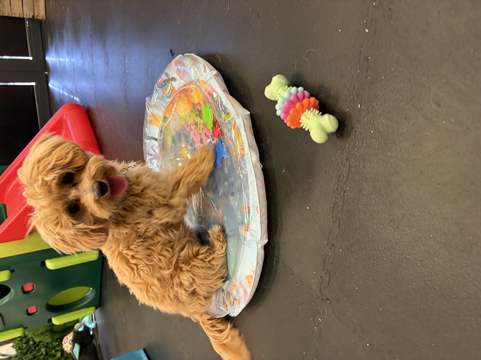 Puppy sitting proudly by the paddling pool during a puppy socialisation session