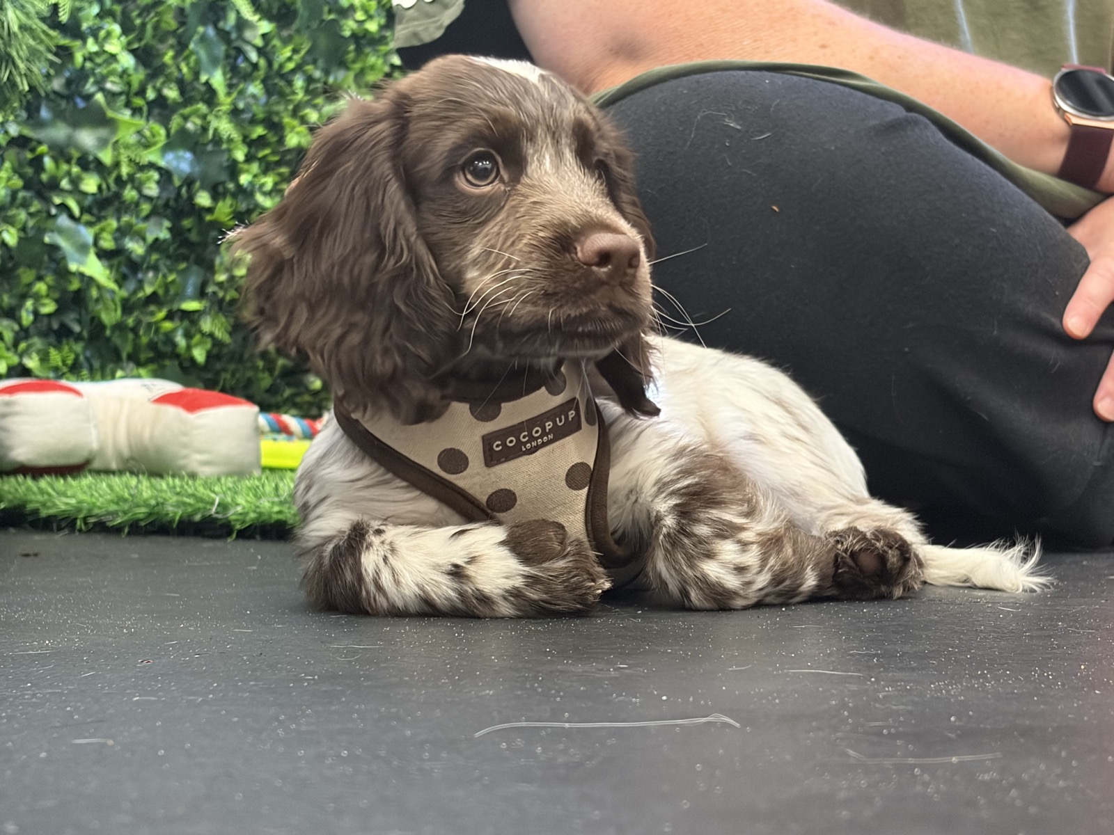 Puppy relaxing in its harness during a puppy socialisation session
